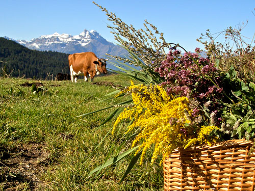 villars